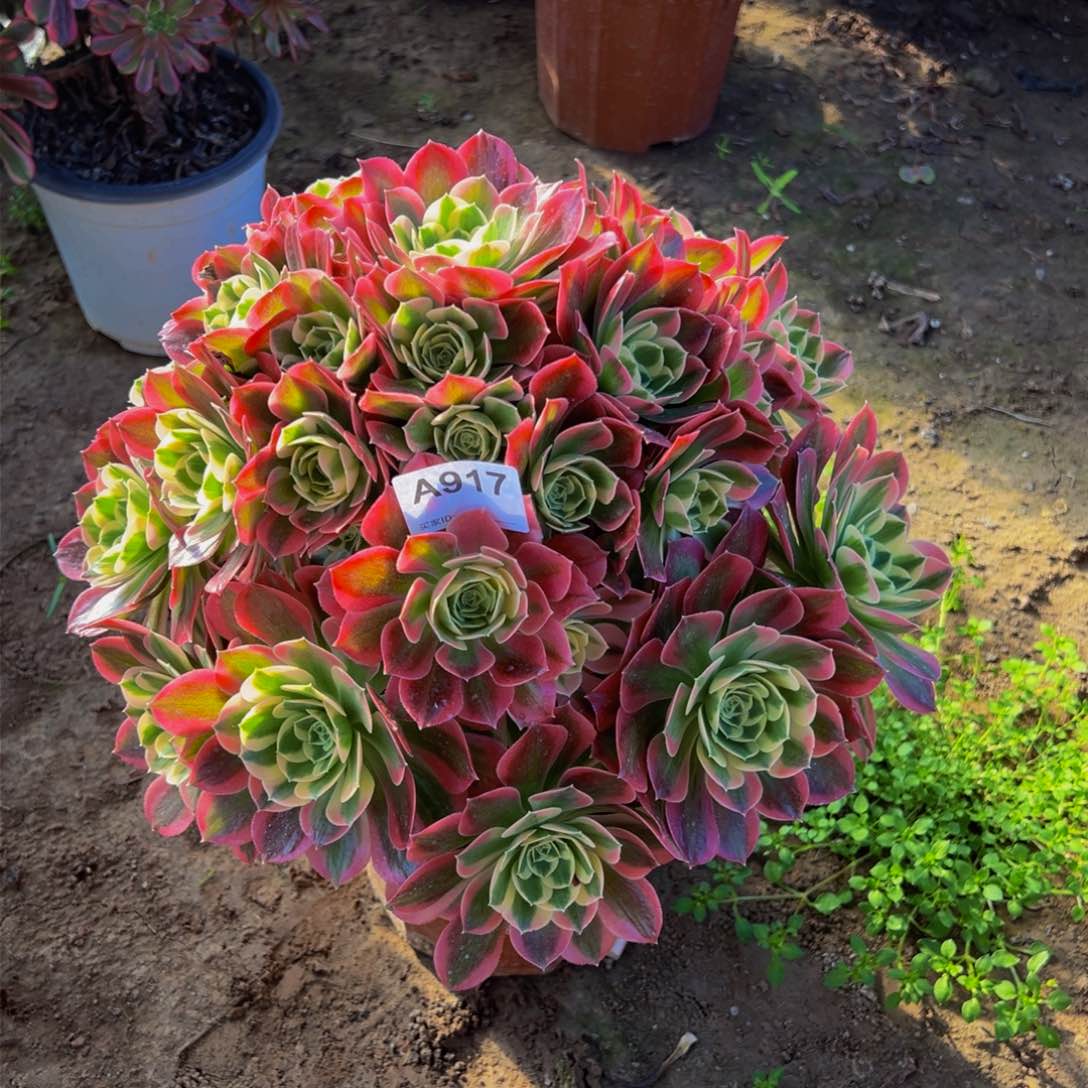 感*917白凤法师，多肉植物