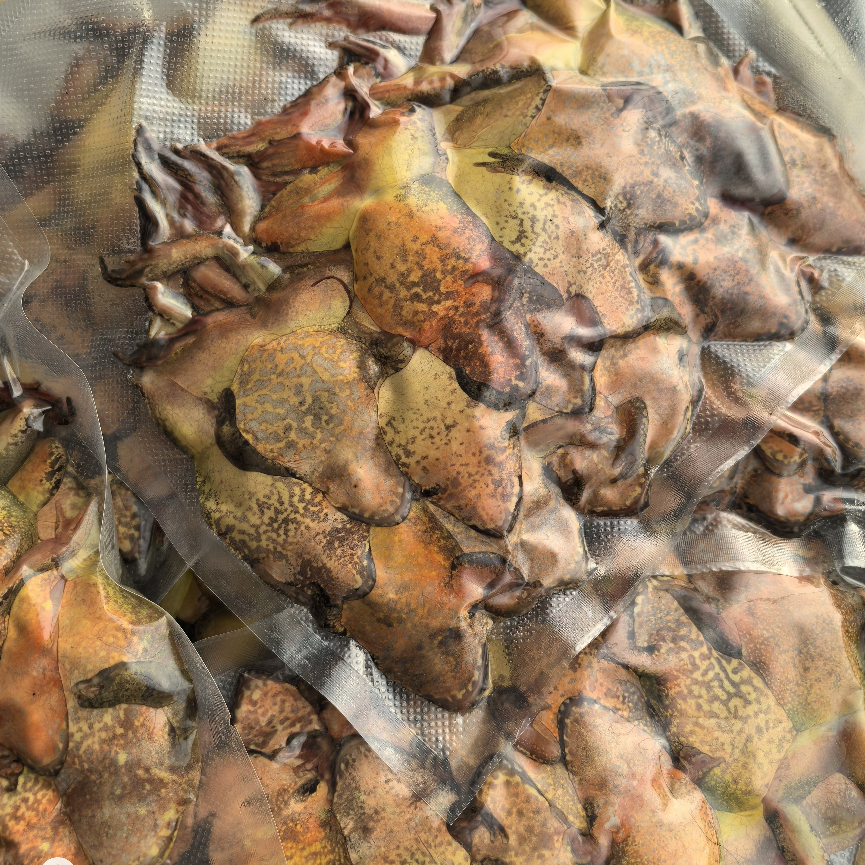 速冻黄肚大母豹子满籽满油顺丰包邮一斤14-18个