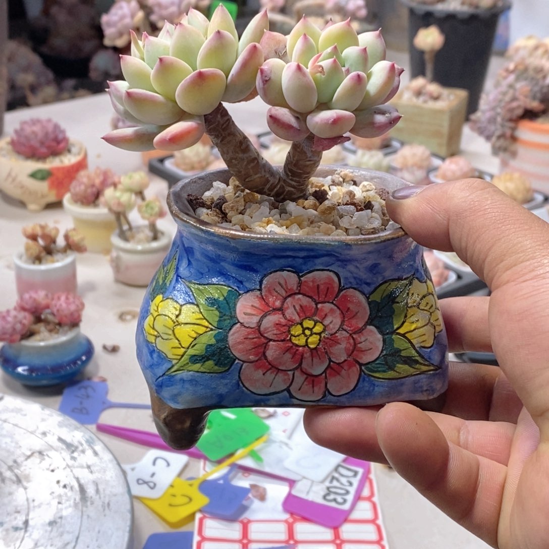 一物一拍如图所见