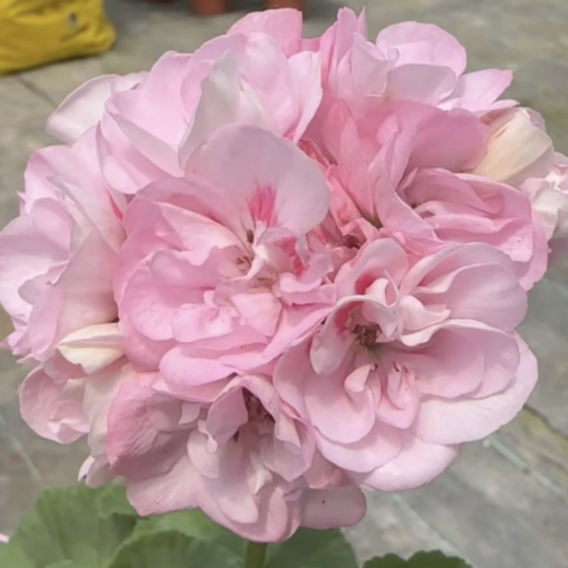 【粉月亮】直立天竺葵包邮