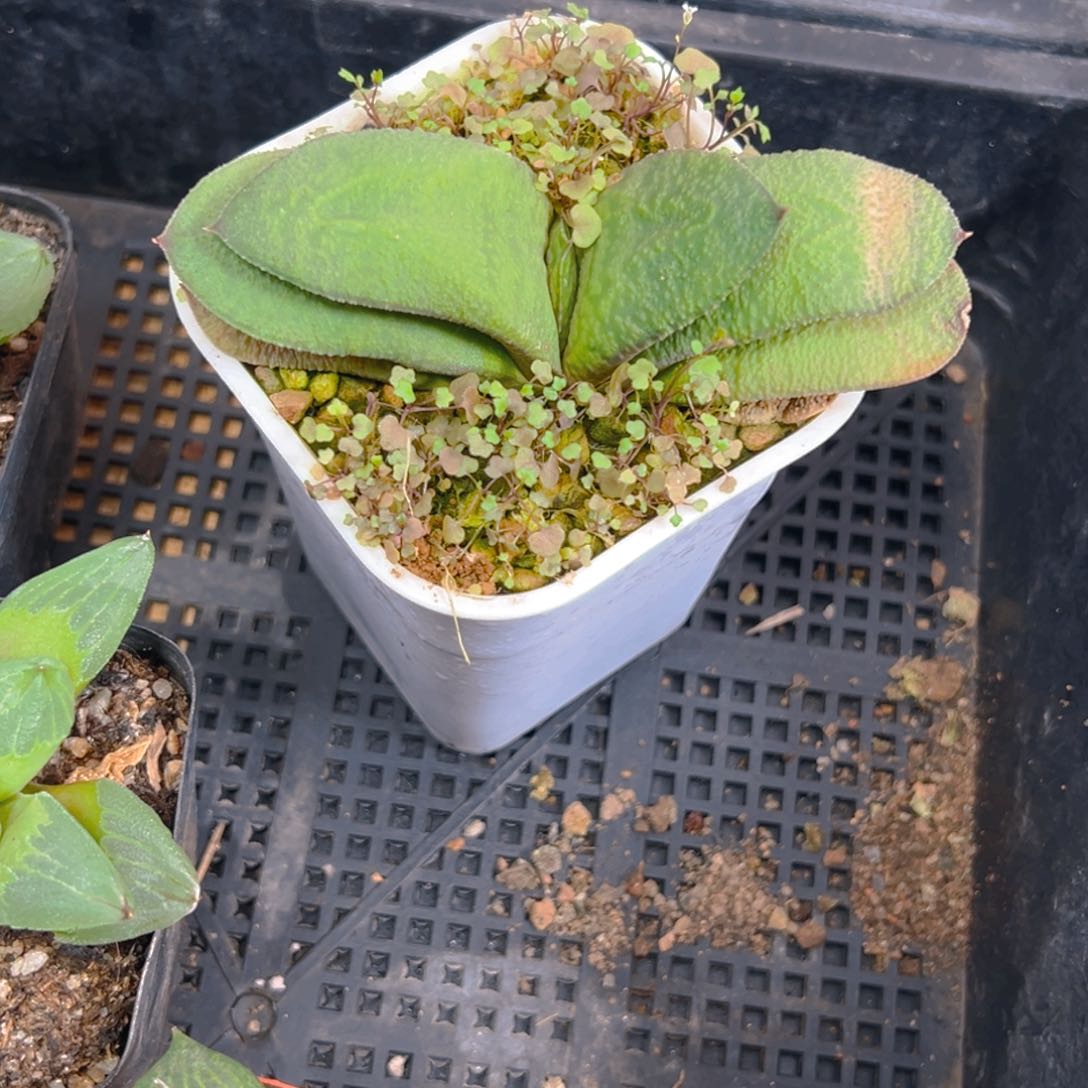 硬叶卧牛万象盆1