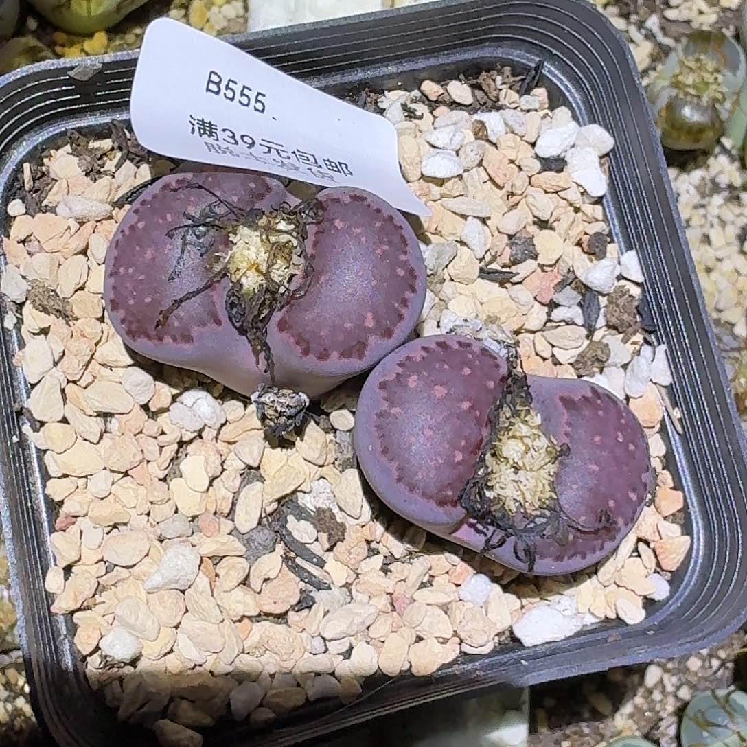 555多肉哈哈哈哈哈哈哈哈