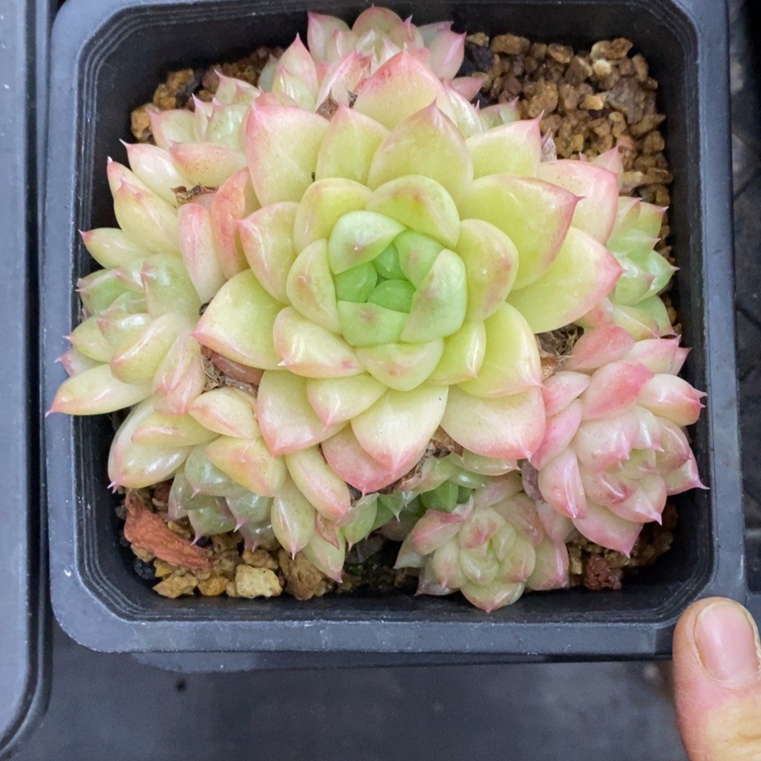 精品多肉一物一拍不包整292