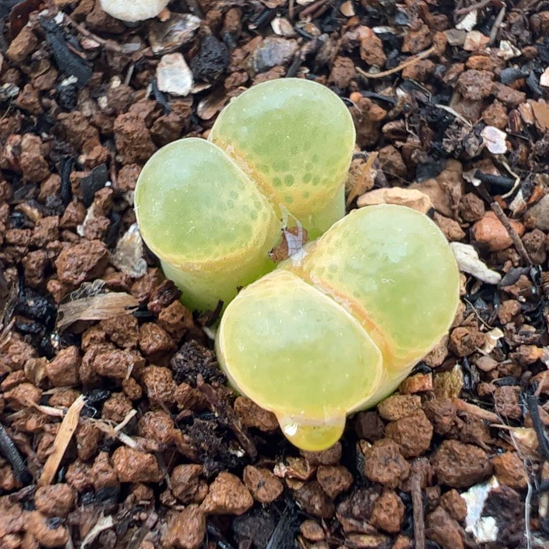 081多肉植物百科