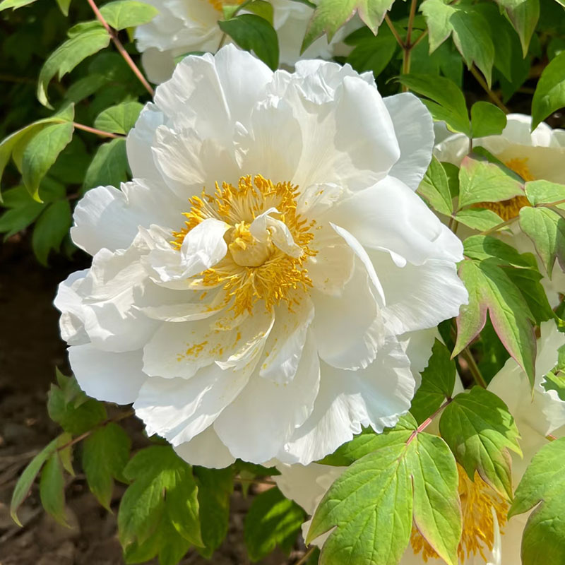 【百王狮子】正宗耐寒重瓣洛阳牡丹花苗带花苞适合室内外庭院种植