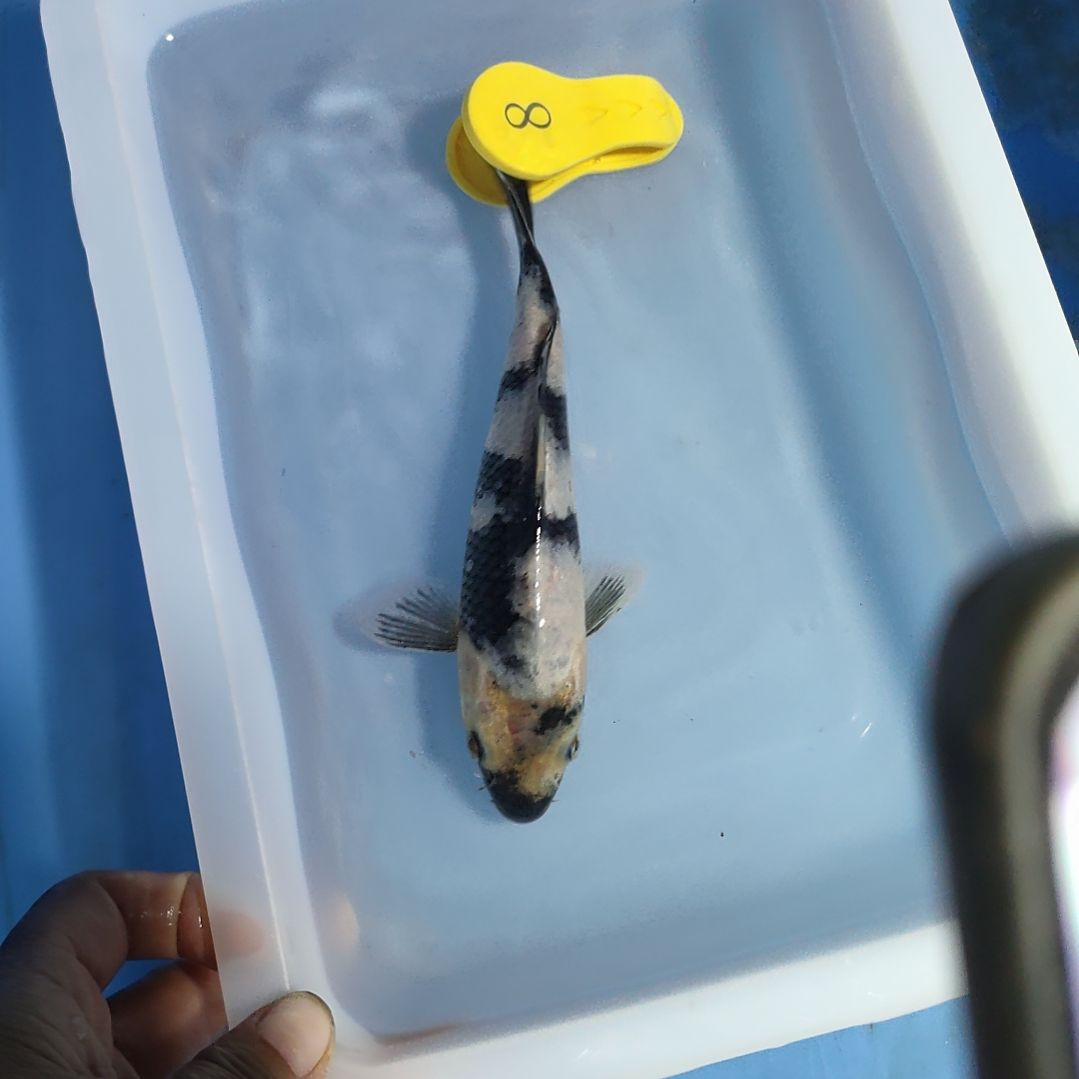 海水鱼红白大正昭和菲血白写