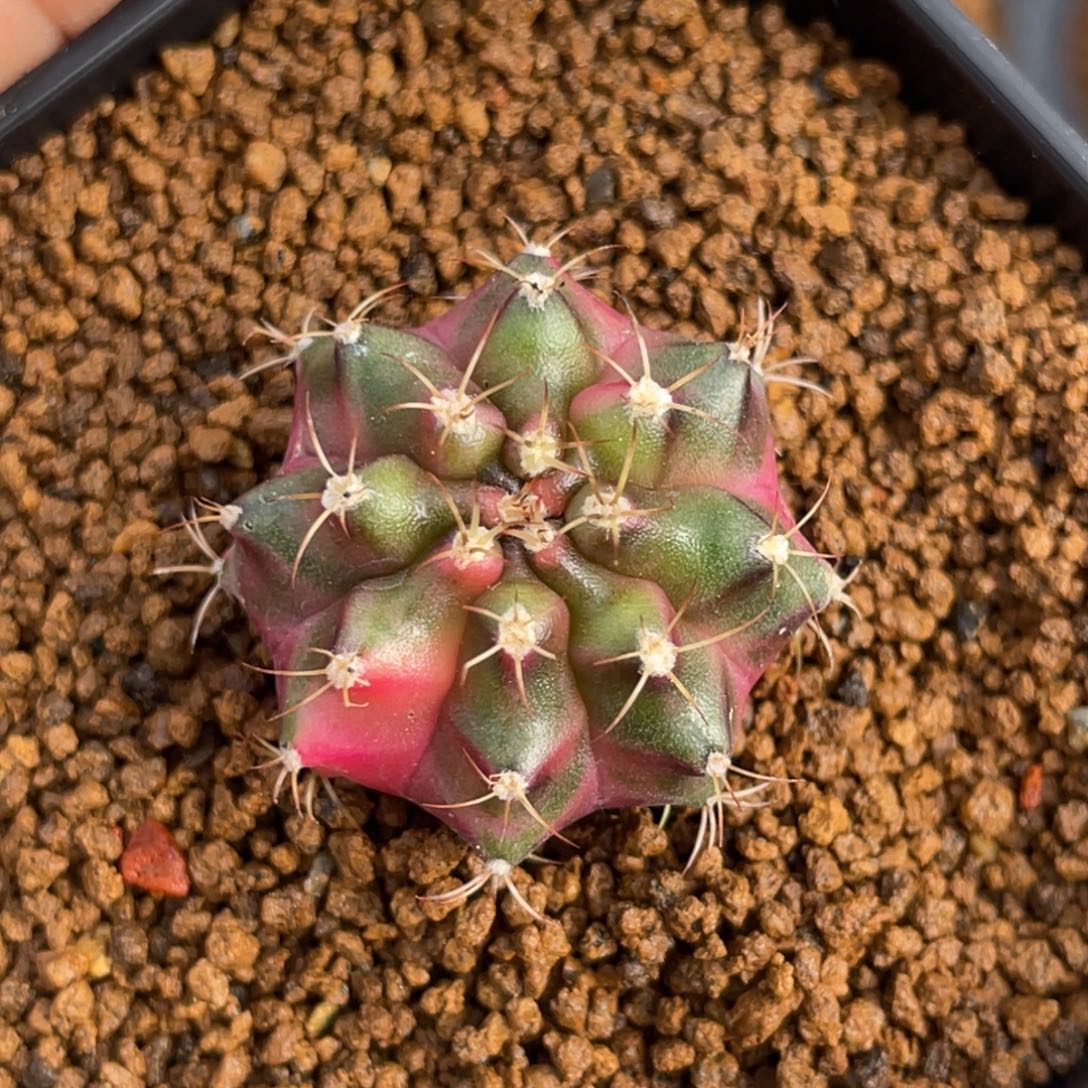 当前无花朵，栽培后可花朵粉色天使