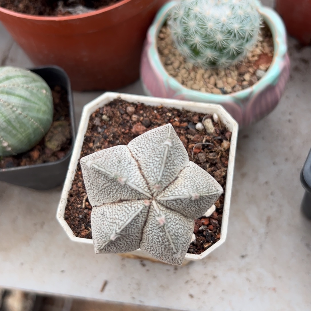 棠***眠零零落落 零零落落