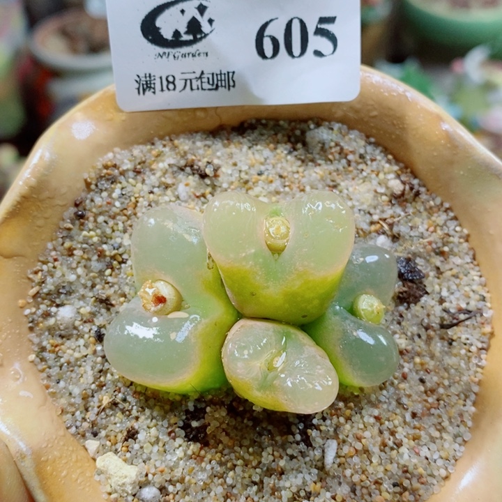 生石花花花花花花605