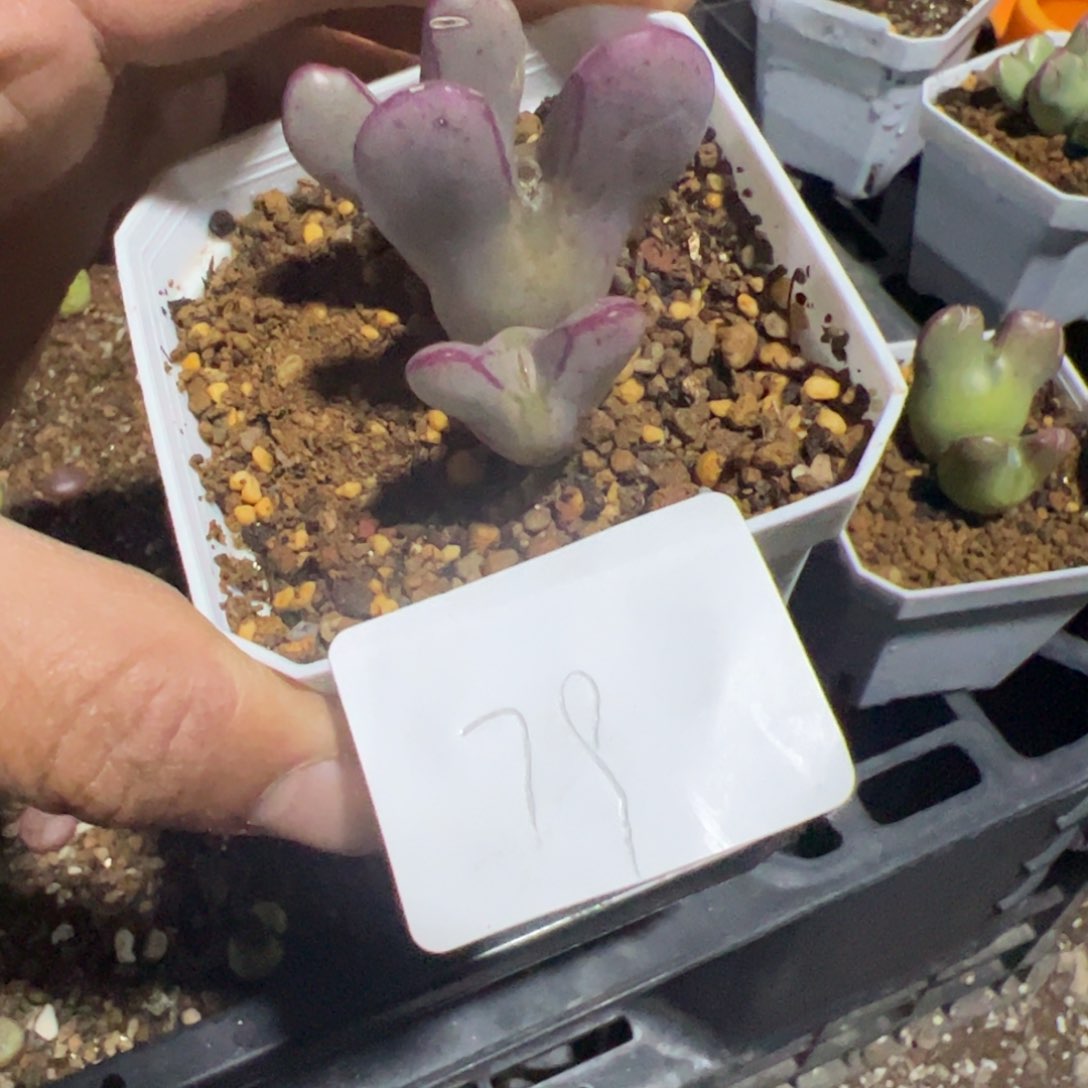 ?**单3.13将多肉植物79