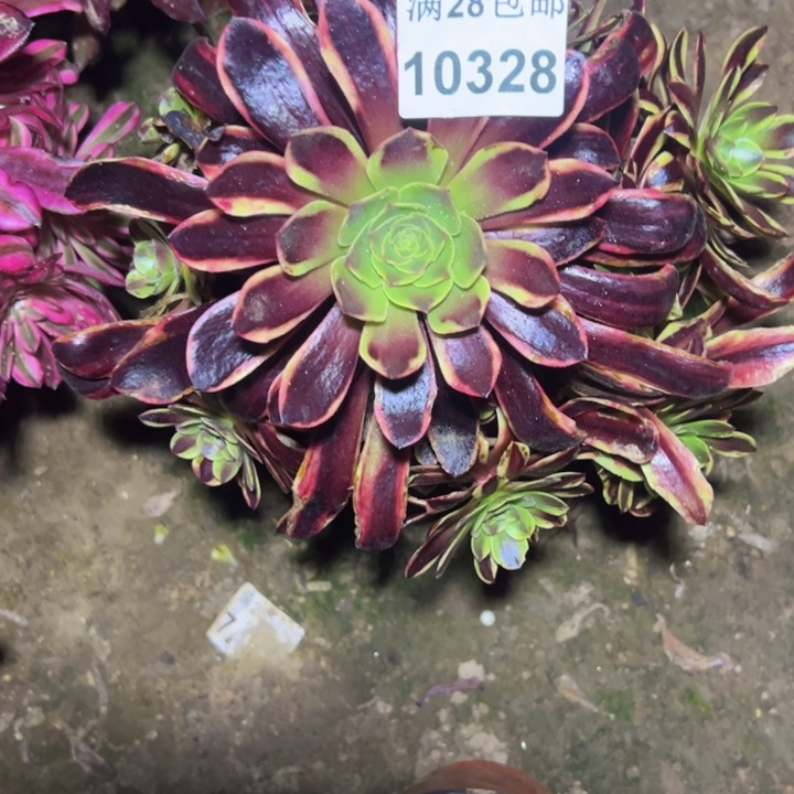 10328欧嘉莉多肉植物