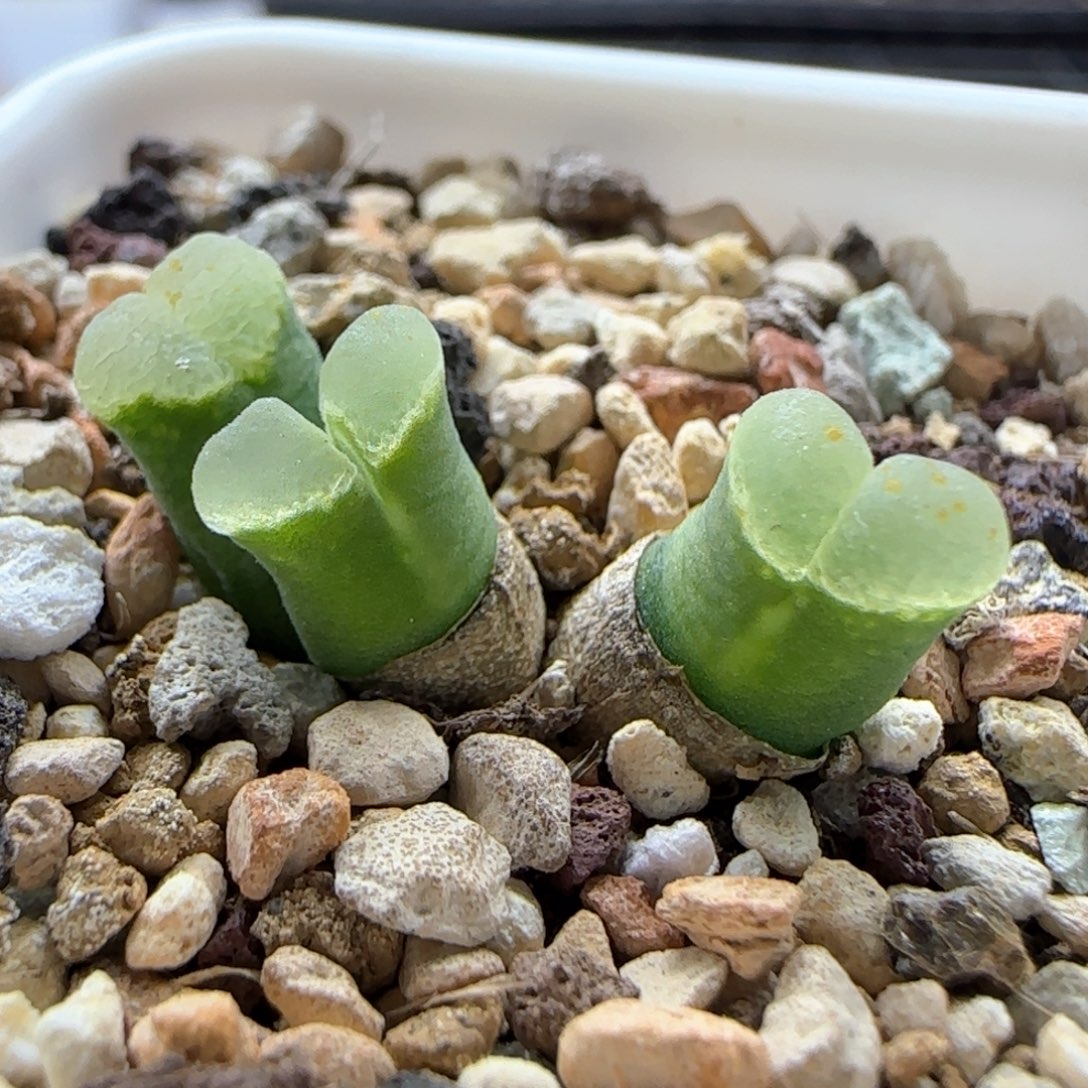 6247大白多肉植物园