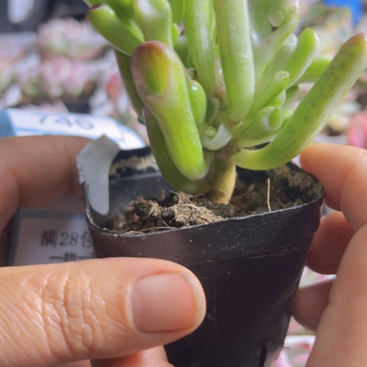 吸财树锦多肉植物89