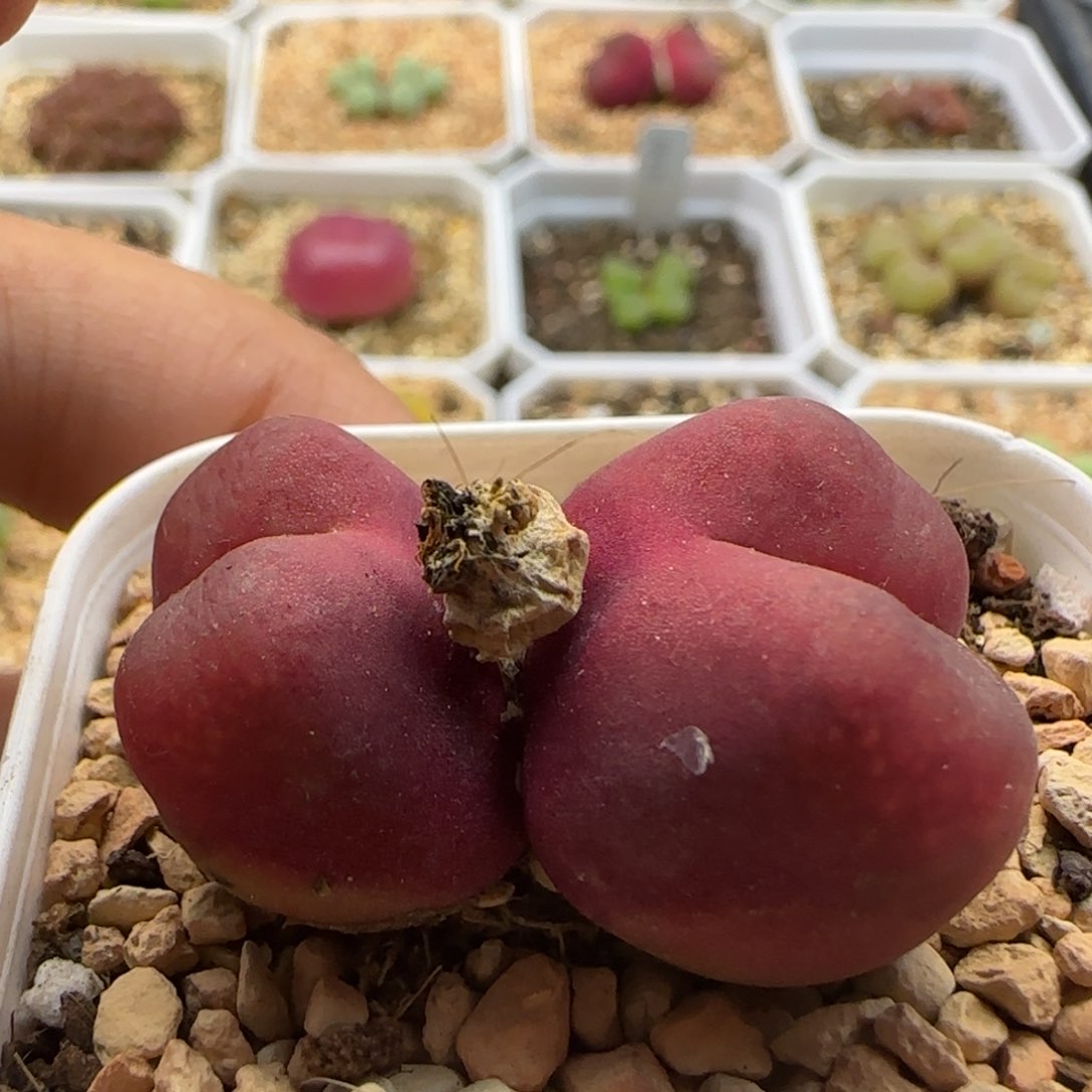 5893 大白多肉植物园