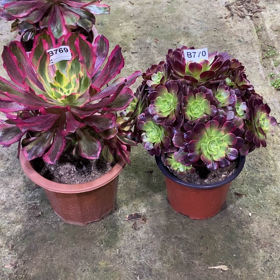 f****5魅影769.安娜770