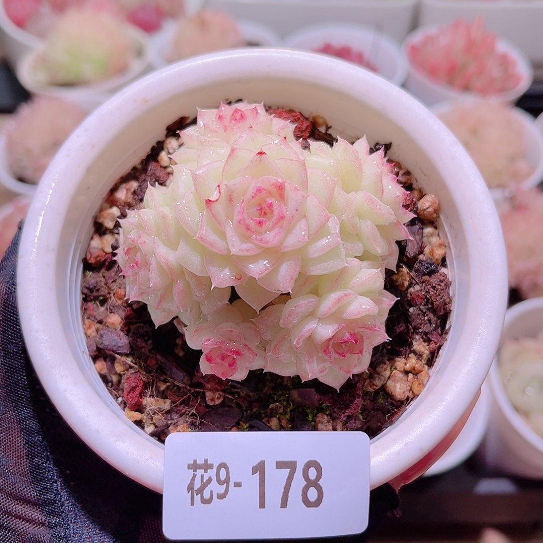 花利美9-178白天鹅