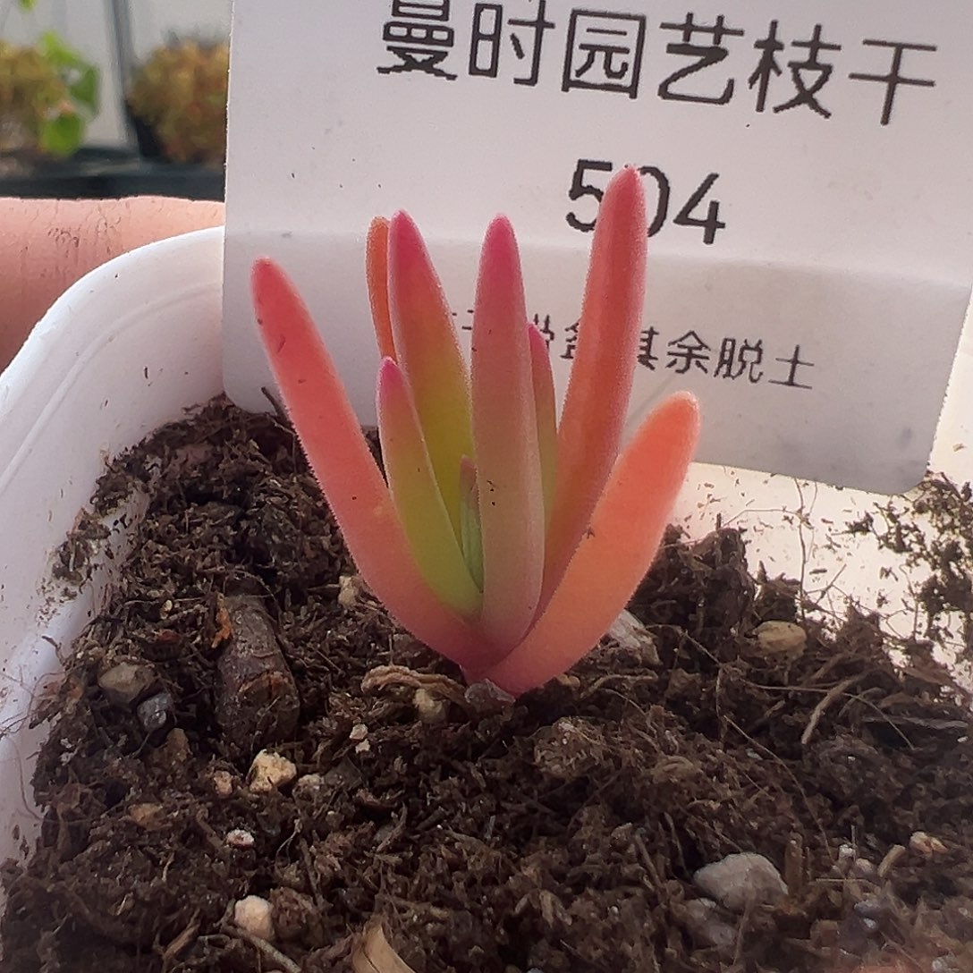 504号实生冰花锦12.12多肉