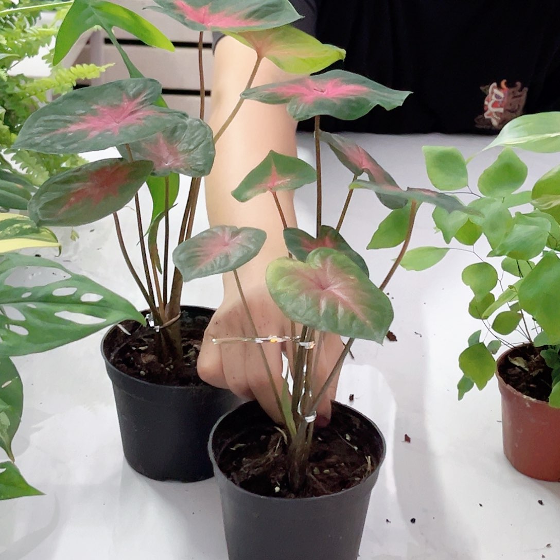 无花朵红酒樱桃彩叶鱼量拍只有2盆