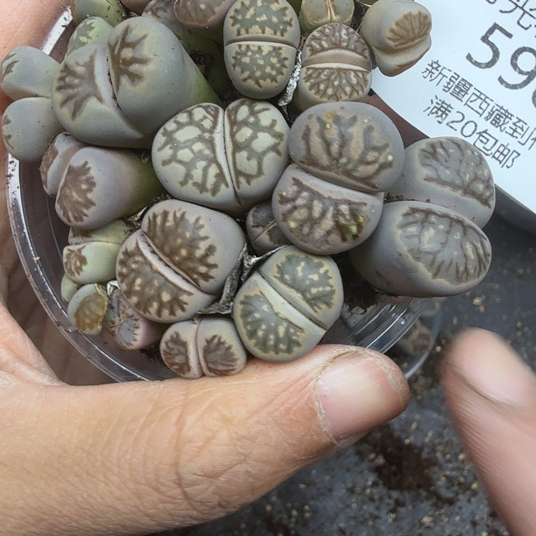 是你把它带入深渊598好