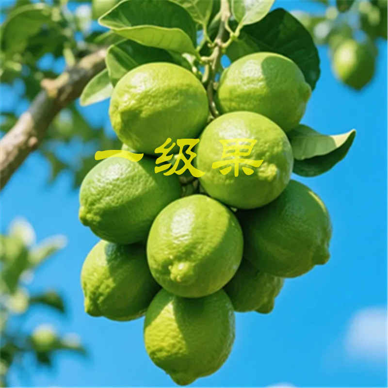 商用一级广东香水柠檬无籽香水柠檬手打柠檬茶奶茶店专用