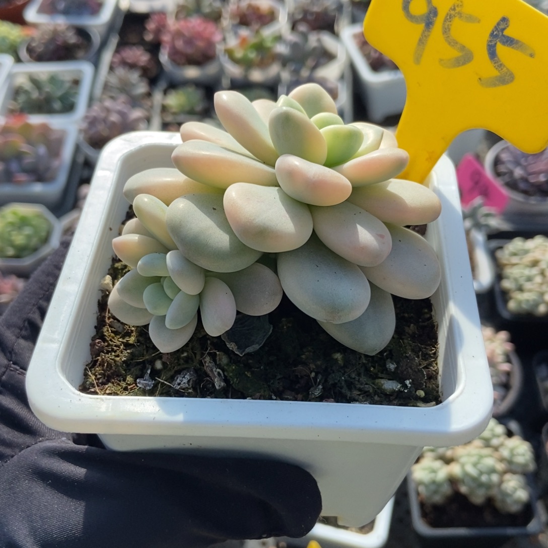 955洛神锦多肉植物