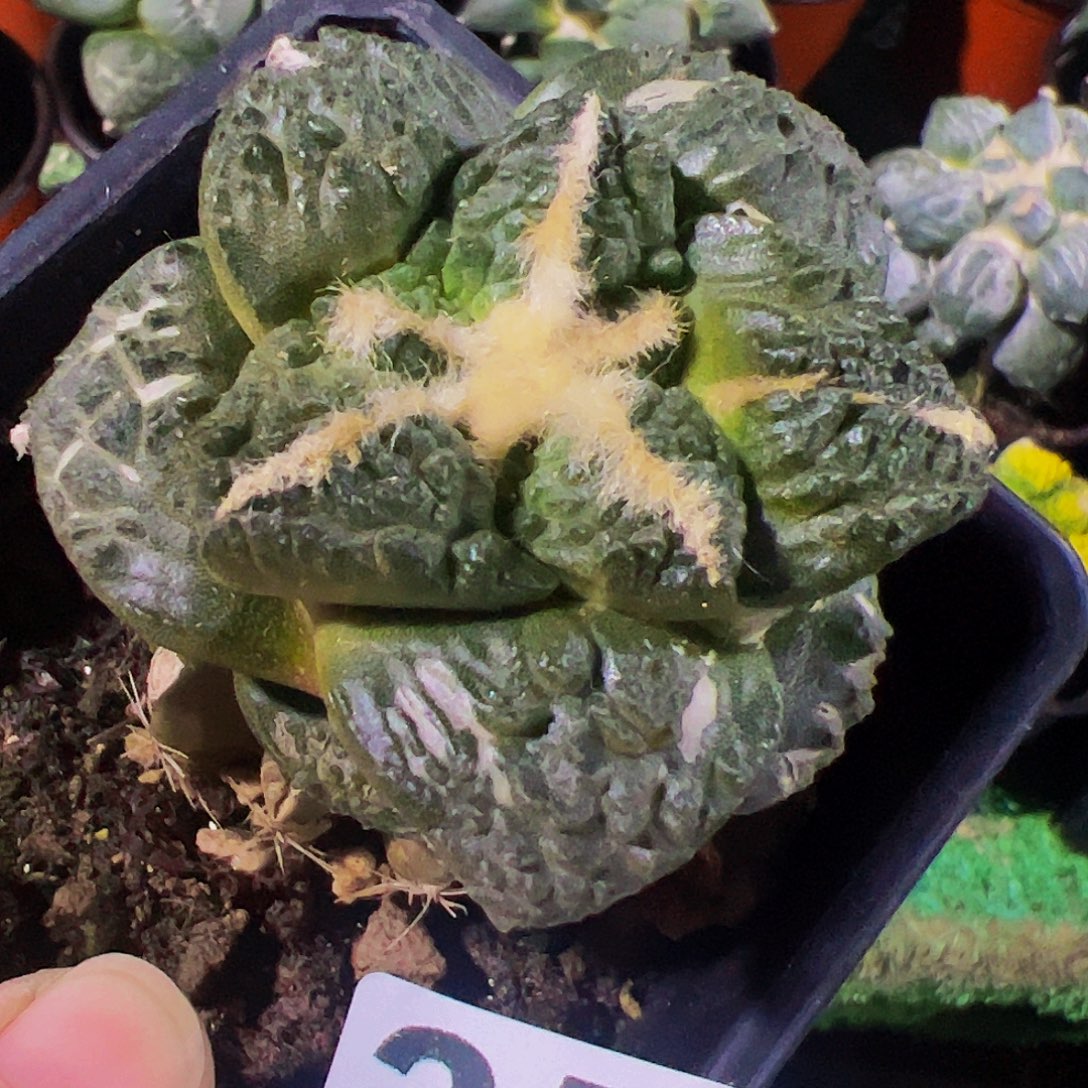 无花朵大尤龟甲牡丹358