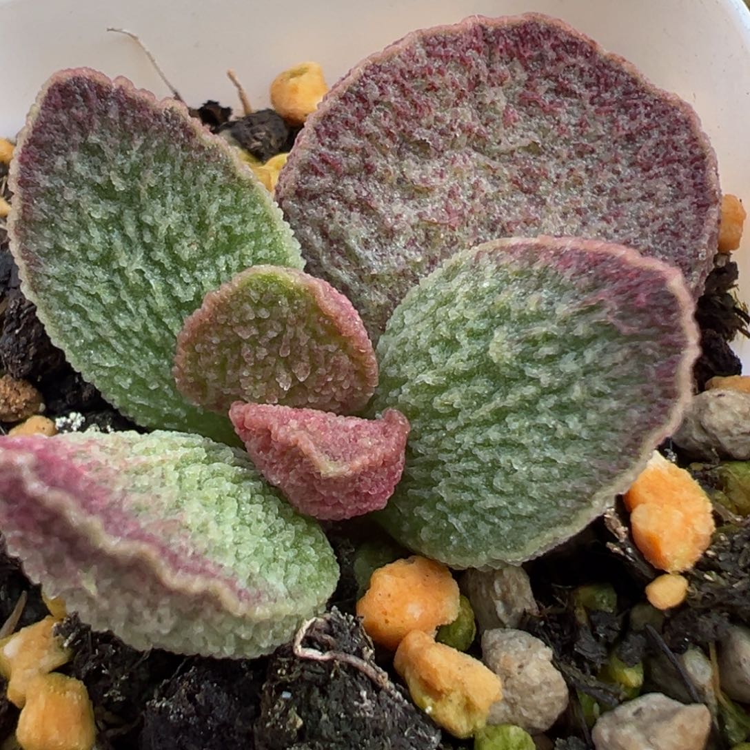 实生新品大苗多肉植物水泡