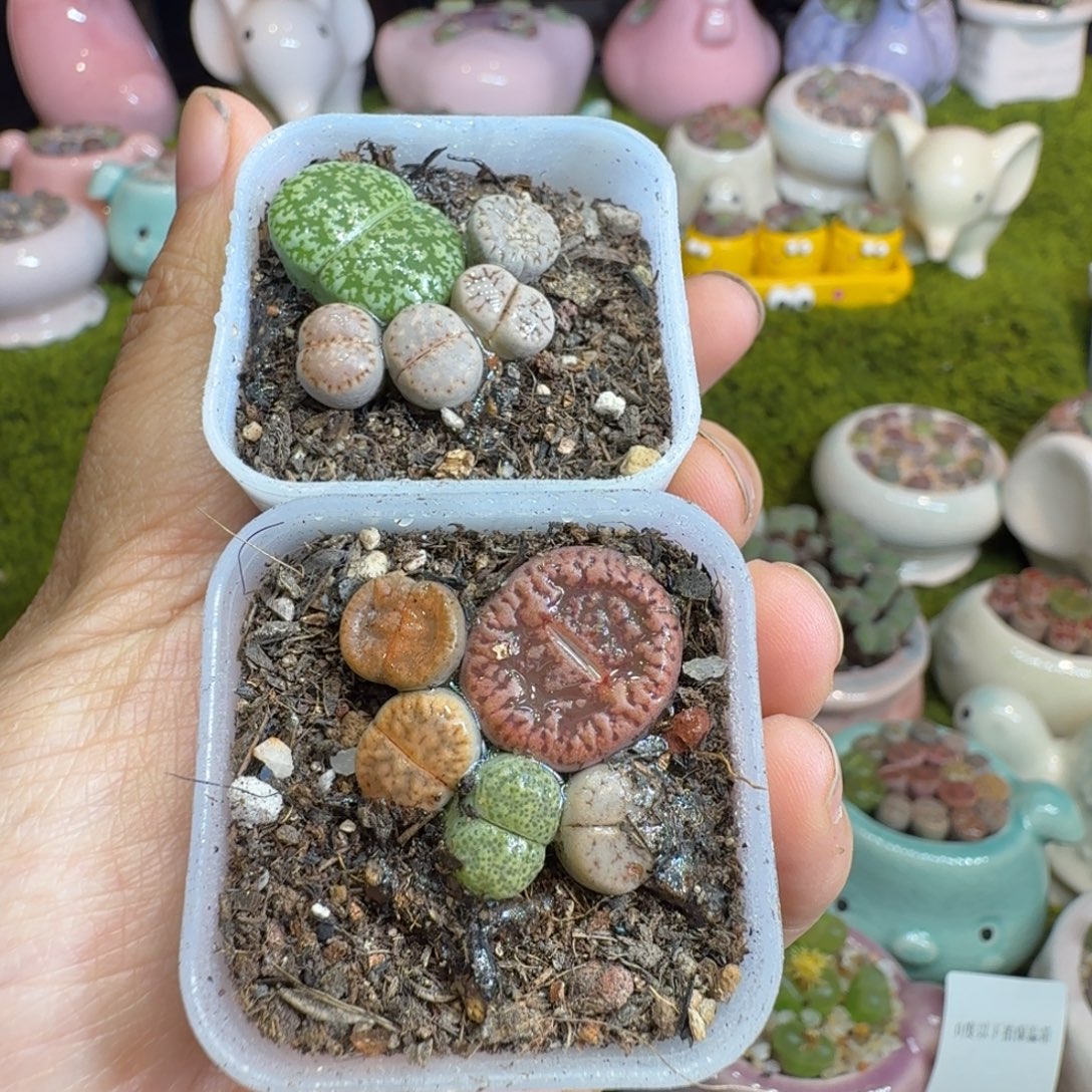 ️****多肉植物开播福利冲1155