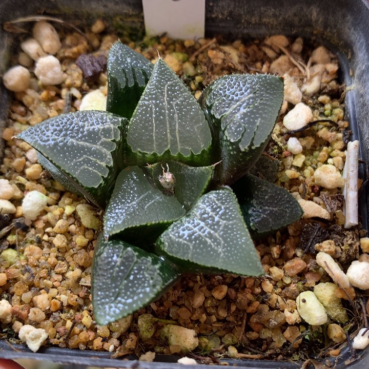 实生克带盆土发货