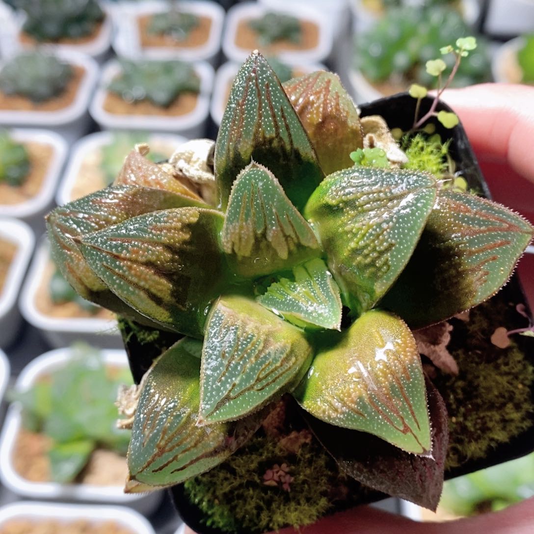 实生寿玉露多肉植物