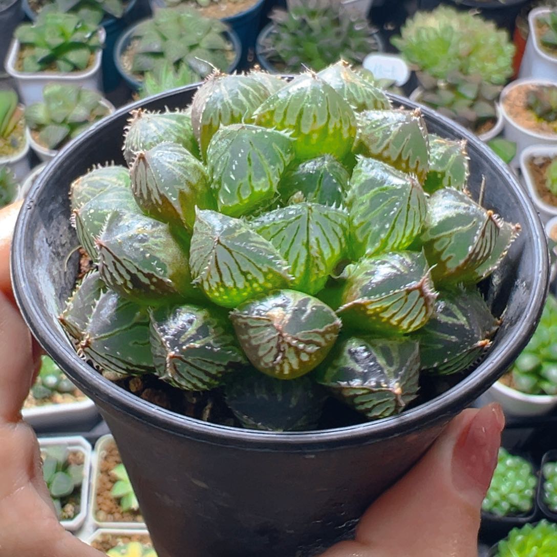 楼兰玉露多肉多肉多肉