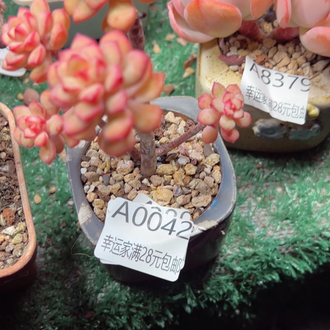 幸运的是我的朋友们都在这里