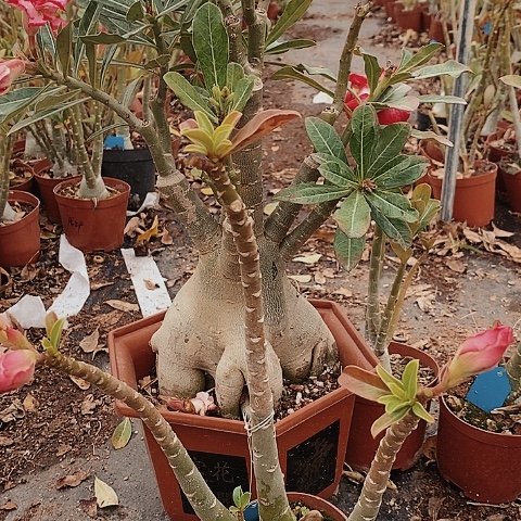 【闪购商品】杨**李绿植