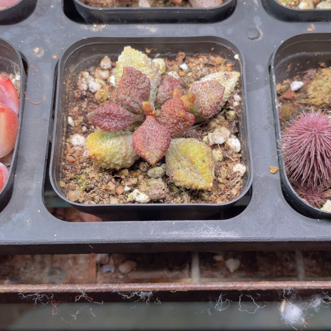 荔枝皮水泡多肉9.9包邮