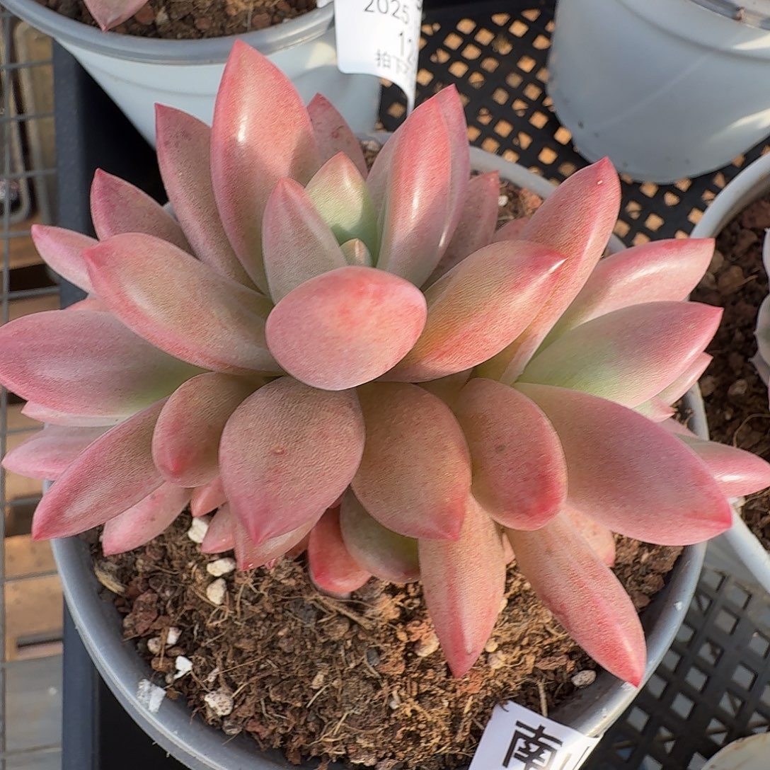 赫菲斯托111127-125