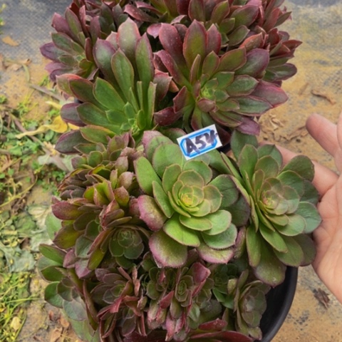 女王万圣节朵朵缀多肉54多肉