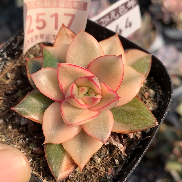 麒麟座锦多肉植物