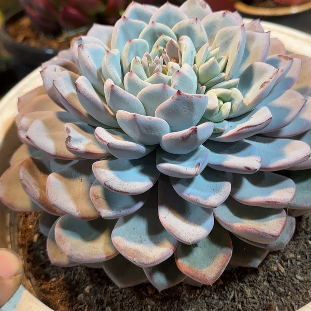 维特一物一拍包装收缩花旱