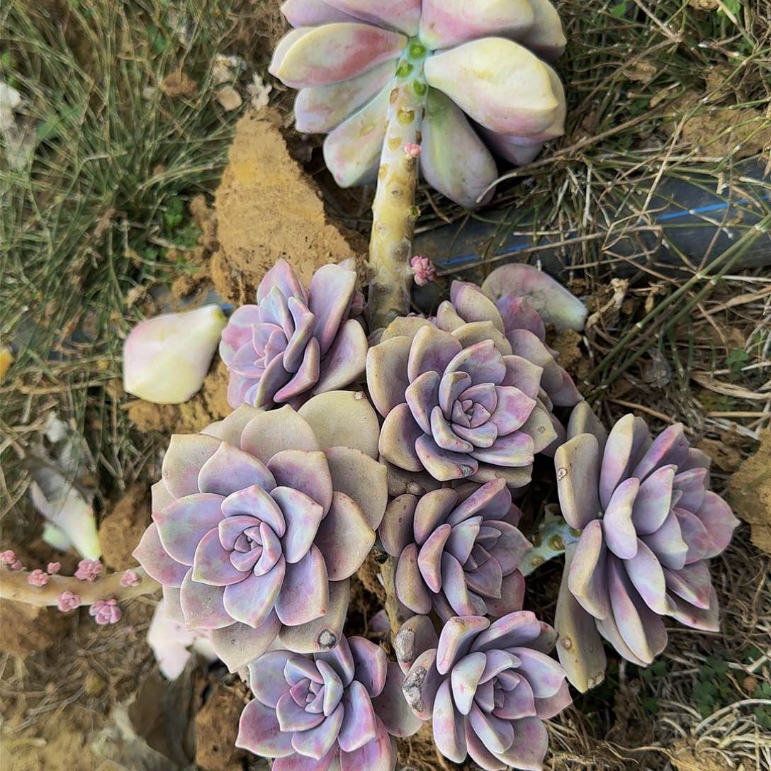 紫乐 一颗 不包损9.9