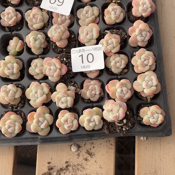 土***豆10号圆脸粉冰玉到手128颗