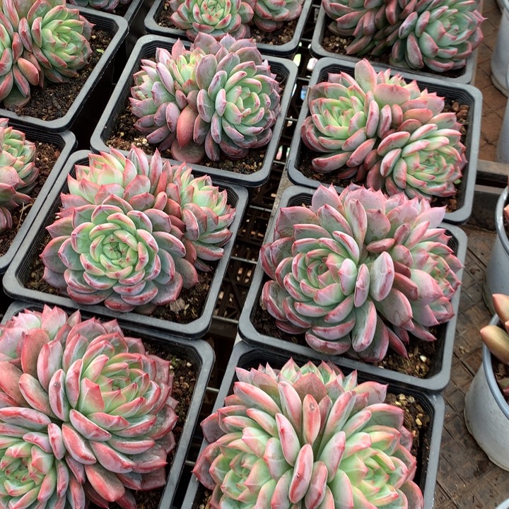 群生红鸾多肉植物两单包邮