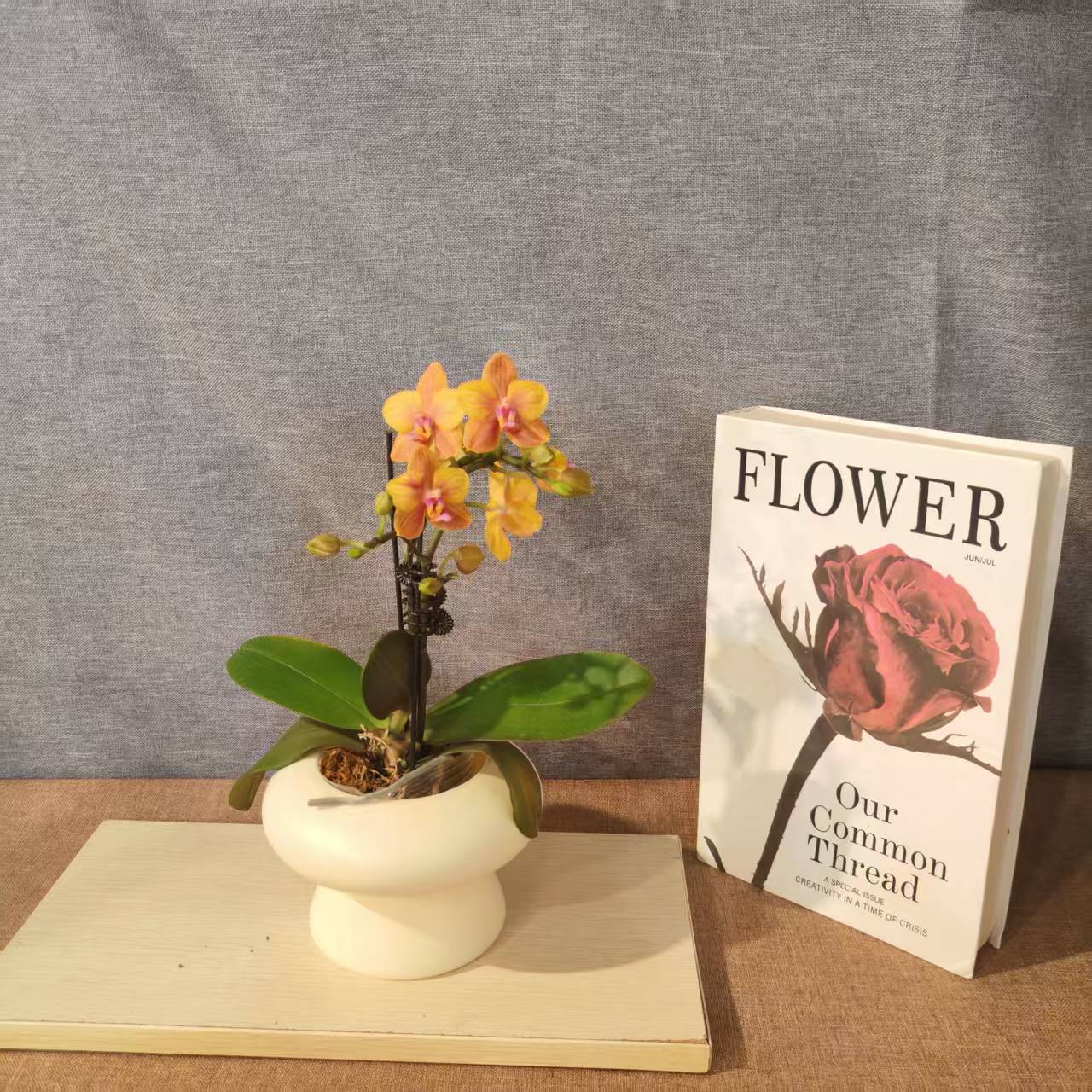 鲜花【太阳公主】蝴蝶兰室内种植观赏送礼带花发货