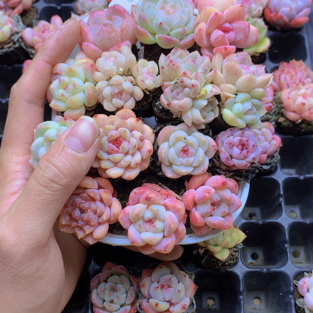 我要去看你了啊010