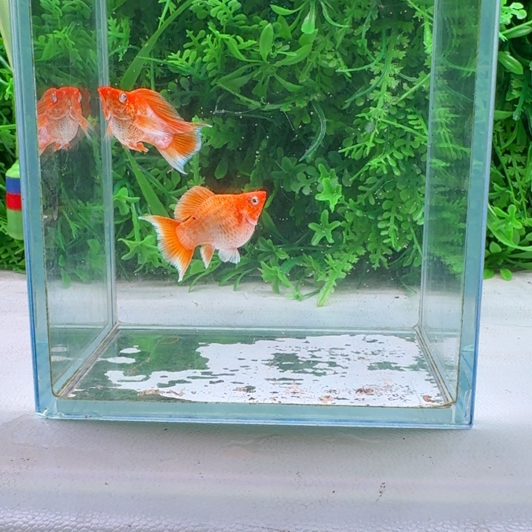 黑玛丽鱼113号玛丽2条