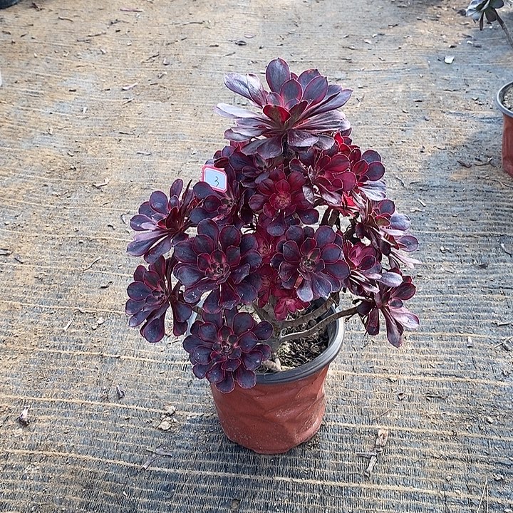 3，香奈儿多肉法师多肉法师