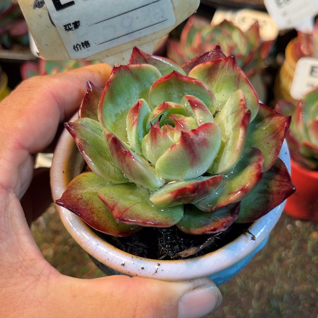 惊鸿一瞥629号多肉植物