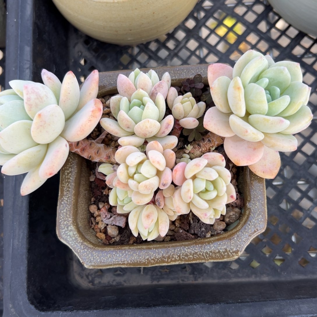 冷香精控多肉一物一拍