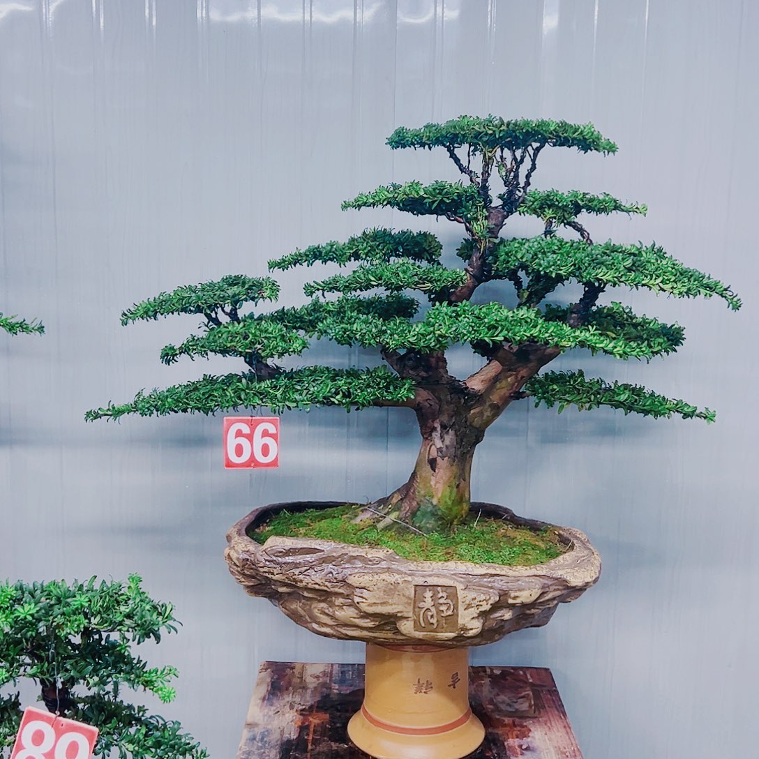 无花朵红芽珍珠罗汉松