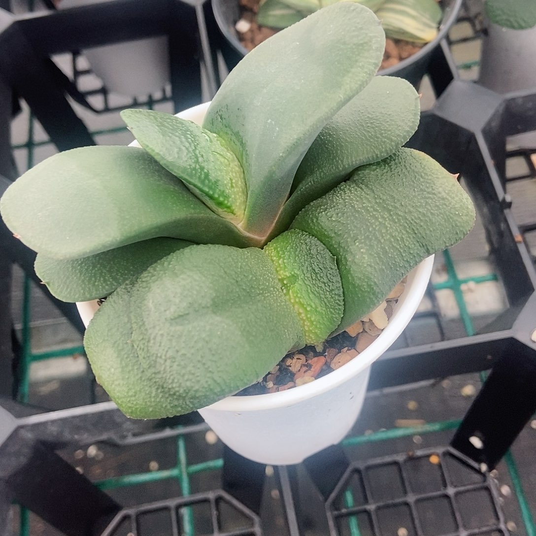 715卧牛实生两个装带盆发货