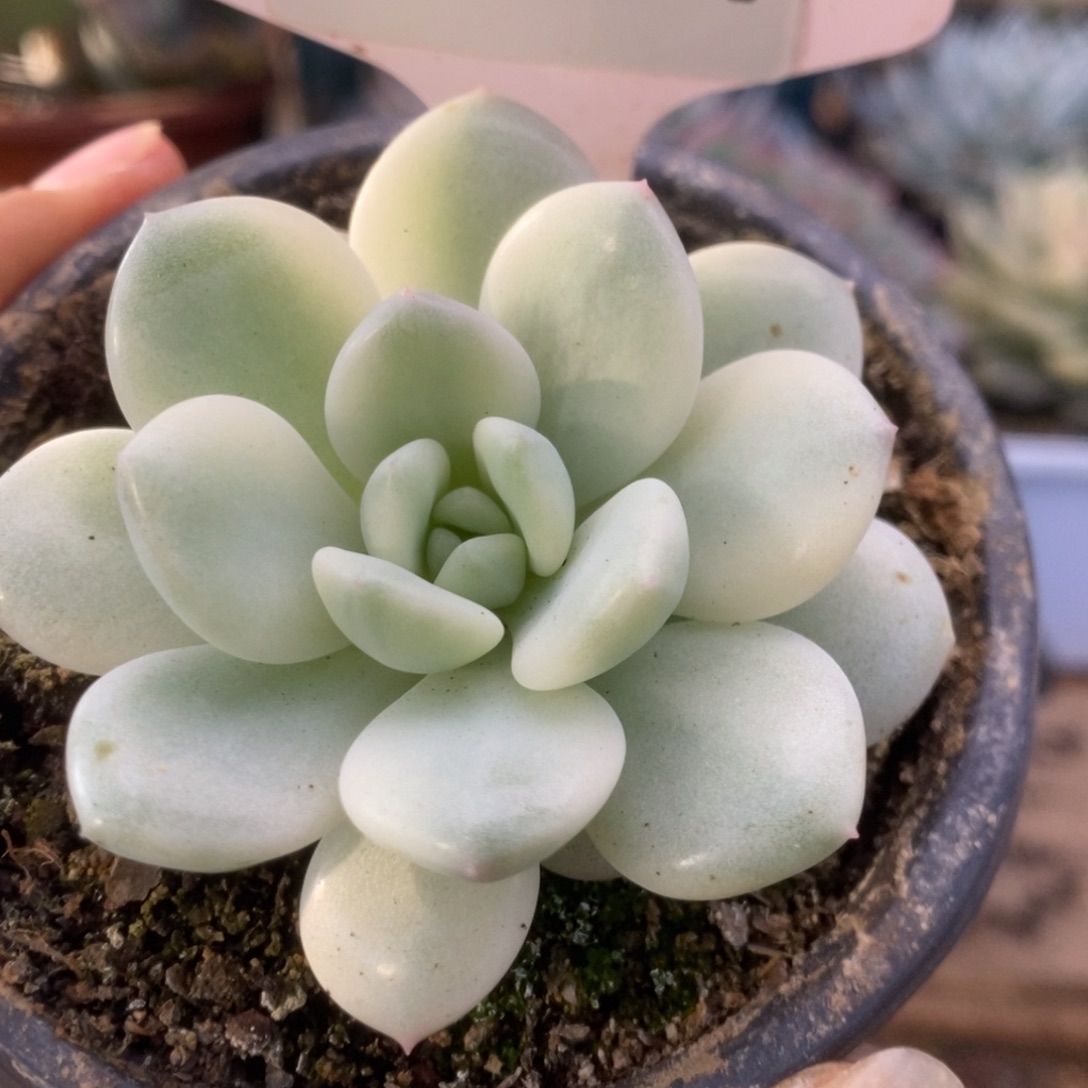 607香水锦锦锦锦锦锦锦